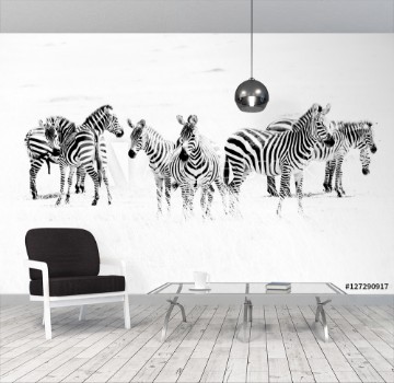Picture of Zebras in the African savannah